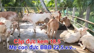 1010  Mẹ con đực BBB 225  cặp đực kem 185  Trại Bò Thành Trung [upl. by Neik18]