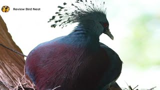 EP03 Victoria crowned pigeon Bird Breeding protects young babies in the nest [upl. by Chiou540]