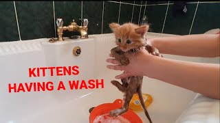 bathing kittens for the first time kittens cute meow [upl. by Elon]