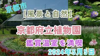 【風景と自然】京都府立植物園 2024年5月5日 温室 Japans largest observation greenhouse [upl. by Arehsat424]