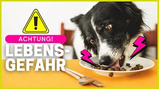 Was dürfen Hunde NICHT essen Top 7 gefährliche Lebensmittel [upl. by Hedva]