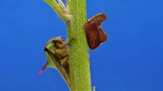 Treehoppers from the Amazon rainforest of Ecuador [upl. by Alisen]