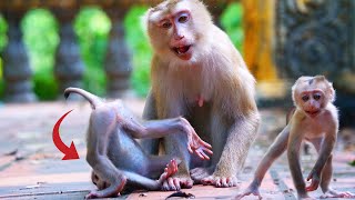 Amazing baby monkey Marian walks to play and jumps with another monkey happily [upl. by Anigue]