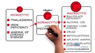 Hematology – Anemia By Karima Khamisa MD [upl. by Yreffej]