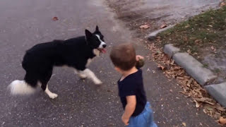 Border Collie and baby playing fetch [upl. by Ikin]