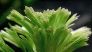 Aquarium Plant  Cabomba caroliniana [upl. by Allveta]