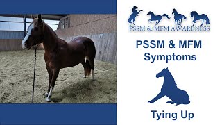 PSSM amp MIM Symptoms Tying Up [upl. by Kjersti]