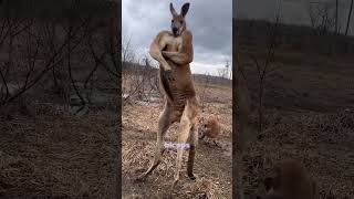 Kangaroo has better biceps shortsvideo shorts [upl. by Odnomor]