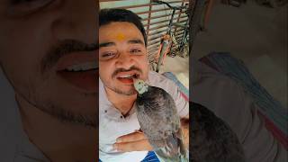 Kabutar ko hath pe kaise lagaye full trening shortsfeed pigeon Panchhilover [upl. by Yeldua]