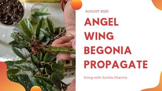 How to prune and propagate angel wing begonias [upl. by Ibok]