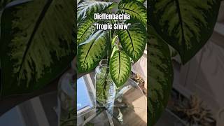 Huge Dieffenbachia growing in water😍 IndoorJNGLdieffenbachia houseplants plants indoorplants [upl. by Broek798]