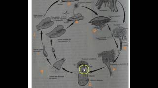 Ciclo de vida hepática [upl. by Aineval]