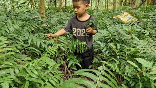 Father has kidney disease son goes looking for vegetables to sell  Tuan Ha [upl. by Clarhe]