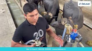 The best DeLaval Buffalo Milking Machine is here [upl. by Broida162]