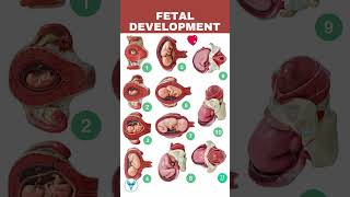 Fetal Development week by week  Embryo development  Baby growing in womb [upl. by Ettenotna]