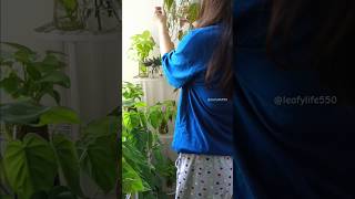 Plants Hanging ideas plants shorts indoorplants philodendron hangingplants [upl. by Amuh]