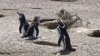 Penguins on beach at Valdes Peninsula in Argentina [upl. by Burnham]