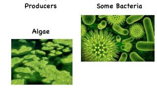 Producers Consumers and Decomposers [upl. by Yoong]