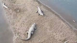 Gharial Crocodile Mugger crocodile  Biggest Crocodile in Chitwan  Biggest Alligator in Nepal [upl. by Fiona]