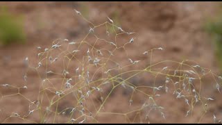 A guide to common grasses of Southern Utah [upl. by Ribak]