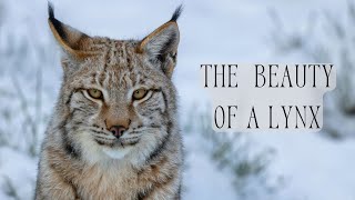 Lynx Facts The Biggest Wild Cats of the Forests  Lynx Documentary [upl. by Delogu]