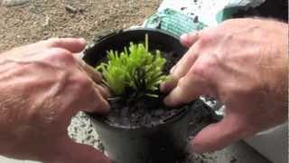 HOW TO REGROW HERBS FROM A SUPERMARKET [upl. by Ative202]