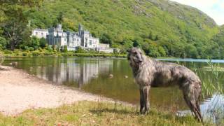 Obie the Scottish DeerhoundGreyhound [upl. by Scevo]