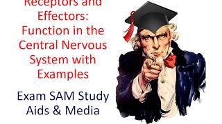 Receptors and Effectors Their Function in the Nervous System amp Examples [upl. by Shanahan]