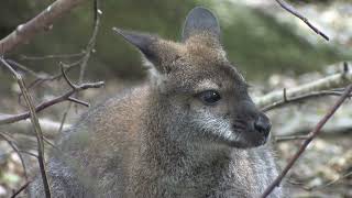 Rednecked Wallaby [upl. by Ah]