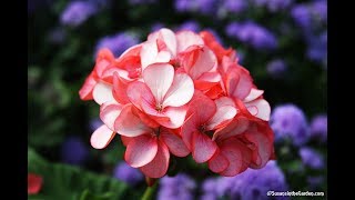 How to Overwinter Geraniums Pelargoniums Everyone Can Grow A Garden 2018 35 [upl. by Asilehs]