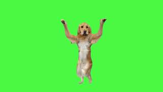 Dog dancing green screen [upl. by Tomasine]