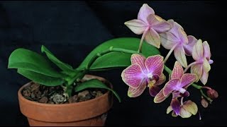 Mini Phalaenopsis [upl. by Enrique]