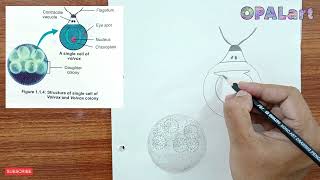 9th PB Biology Diagram 05Study of Volvox [upl. by Molli]