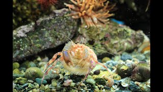 Pagurus Prideaux and Adamsia Palliata Hermit Crab and Cloak Anemone [upl. by Yelsnik]