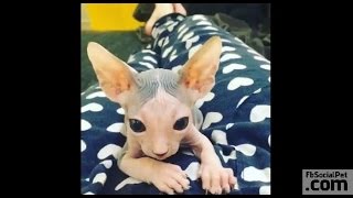 Sphynx curioso e giocherellone  FbSocialPetcom [upl. by Adnoloy607]