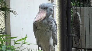 ハシビロコウがかわいい❤ Cute shoebill 118 【Cute animal videos】【上野動物園】 [upl. by Vander]