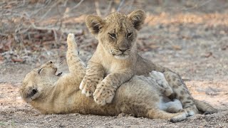 Adorable cubs are playing together  South Luangwa [upl. by Alyahs]