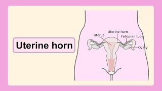 uterine horn [upl. by Yer]