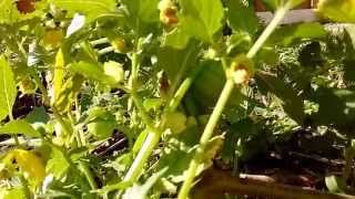 How Tomatillos Grow [upl. by Nayr]