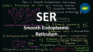 The Smooth Endoplasmic Reticulum  Structure  Function  Cell Biology  Basic Science Series [upl. by Erdnael469]