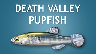 Elltharis  DEATH VALLEY PUPFISH 5★ [upl. by Eniac985]