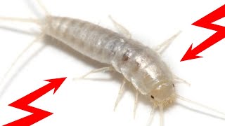 How To Get Rid of SILVERFISH Naturally Fast amp Easily Yourself At Home [upl. by Usanis]