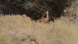 Dorcas Gazelle צבי הנגב [upl. by Nedi]