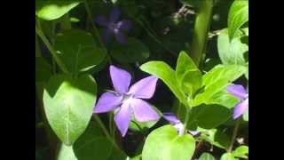 Vinca Major  Fiori e piante della montagna bellunese 26042014 [upl. by Morel]