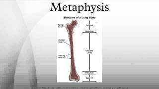 Metaphysis [upl. by Adnertal]