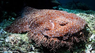 Tasselled Wobbegong  Animal of the Week [upl. by Nirok]