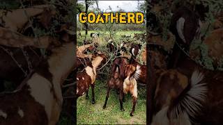 GoatHerd [upl. by Sivrahc]