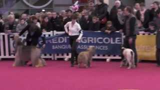 Concours Général Agricole 2014  les meilleurs mâles CACS [upl. by Infeld710]