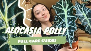 ALOCASIA POLLY PLANT CARE  dormancy propagation  more  alocasia amazonica [upl. by Charmian]