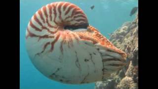 The Chambered Nautilus [upl. by Kin]